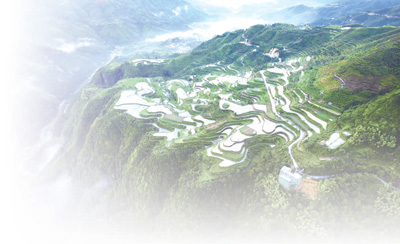 稻鱼共生面积近5年增加8400亩 青田擦亮“稻鱼共生”金名片