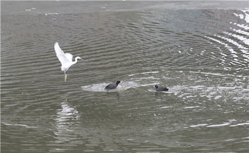 一条泥鳅引发祊河激战：白鹭鸟PK白骨顶鸡
