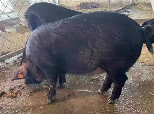 中北斗成立红山草猪生态产业园