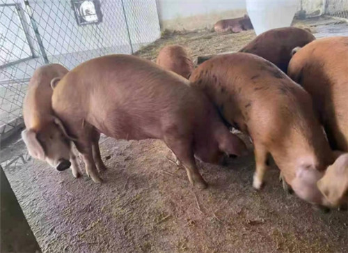 中北斗成立红山草猪生态产业园