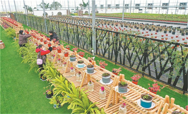 生态农业迎春花开