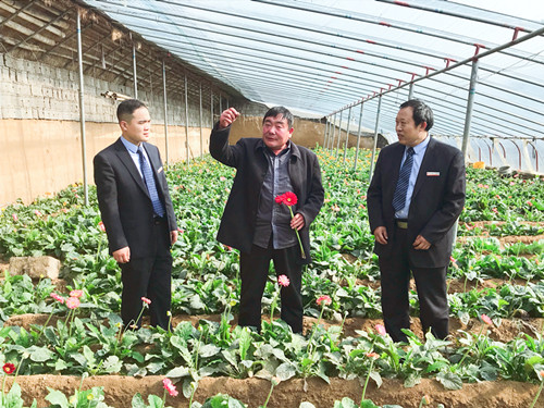 非洲菊盛开小张寨村：生活美如花，日子红似火