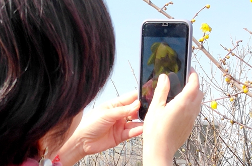 郯城：腊梅绽放喜迎春