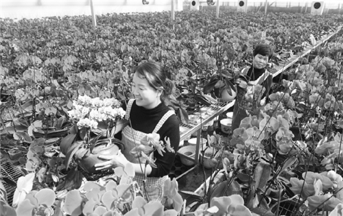 安徽推深做实林长制改革 苗木花卉增色“美丽经济”