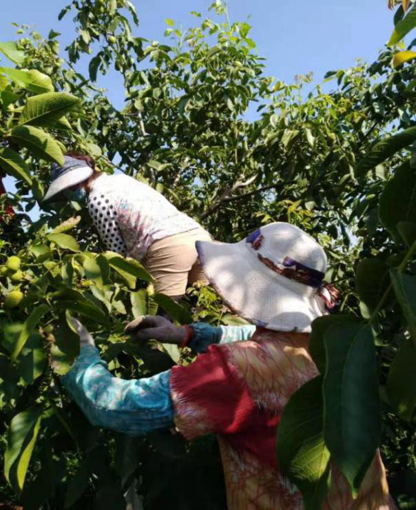 滕州市电子商务公共服务中心助力农户电商发展