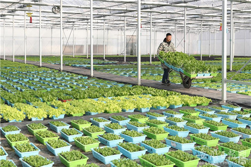 保障新春 “菜篮子”