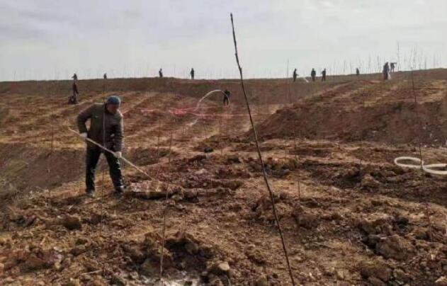 河南南召玉苗农业：扶贫助农 玉兰花开