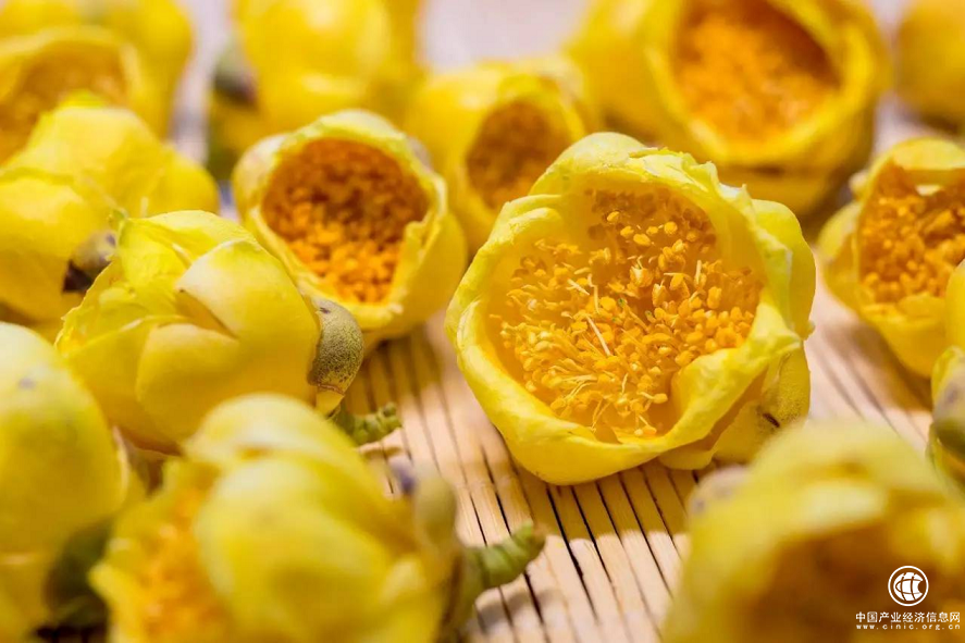 三花集金花茶：闽西山上飘雅香，一抹黄影润心田