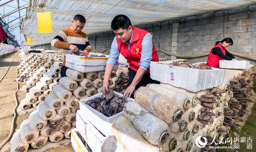 抢收蘑菇供应节日市场