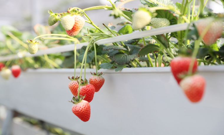 “智慧”草莓园结出“致富果”
