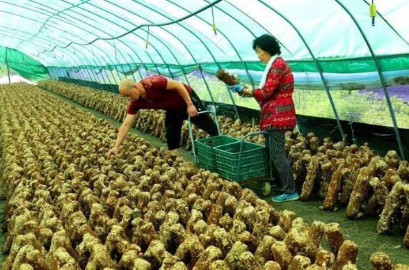 巩固脱贫攻坚成果 产业就业帮扶显成效