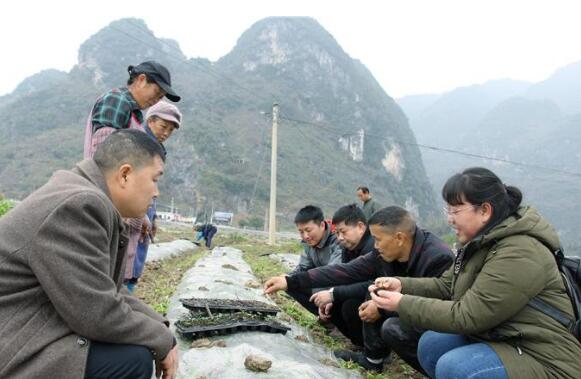 贵州5000科技特派员助力农村产业