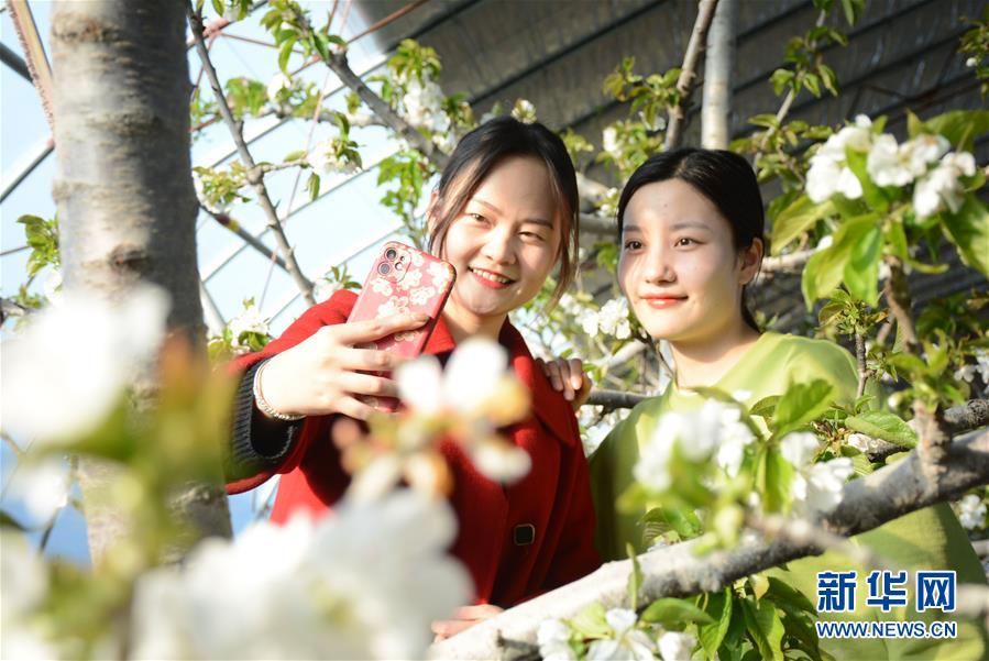 山东滨州:致富花开