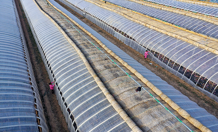 砀山桃花始盛开 果农日子别样红