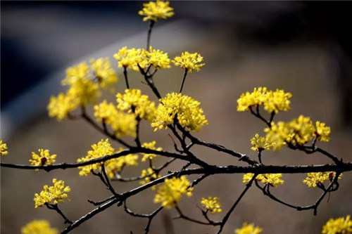 深山出好药，仲景宛西制药道地药材基地标准化管理保障药材优良特性