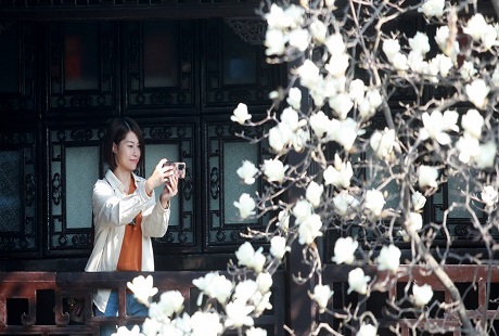 江苏扬州：玉兰花开俏争春