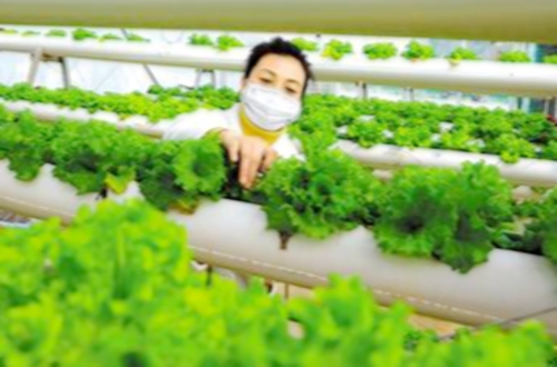 郯城县百发农民种植专业合作社：以“信息化提速”推进农村种植户现代化