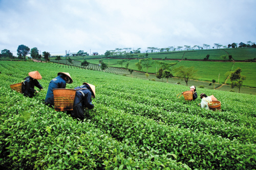 安徽省部分产区春茶开园采摘 比往年提前10天左右
