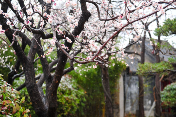 雪中大明湖 花海渐欲迷人眼