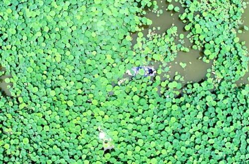 郯城县杨集镇：打造品牌农业助推乡村振兴