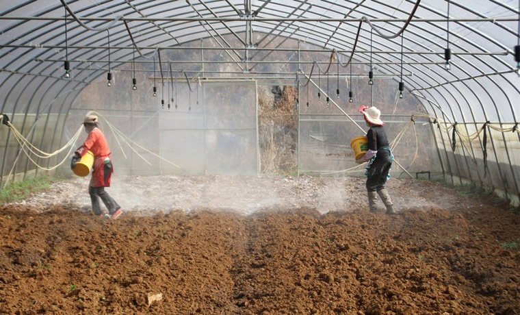 贵州大方：不负好春光 田间地头春耕忙