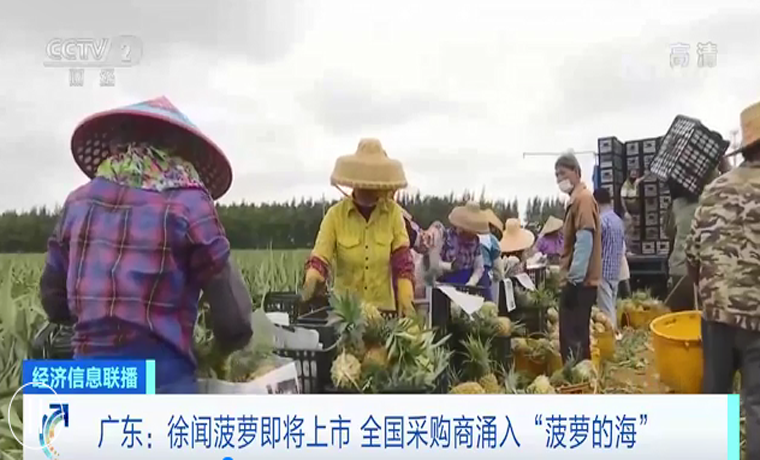 广东：徐闻菠萝即将上市 全国采购商涌入“菠萝的海”