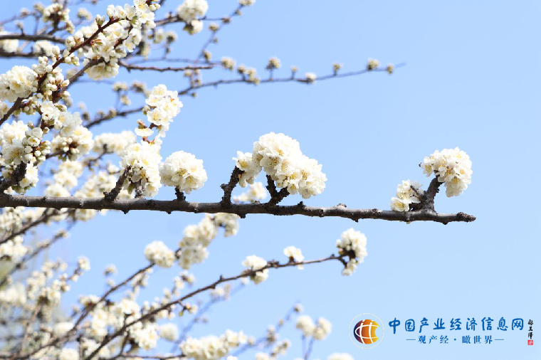 菏泽：阳春三月 春暖花开 赏花踏青正当时