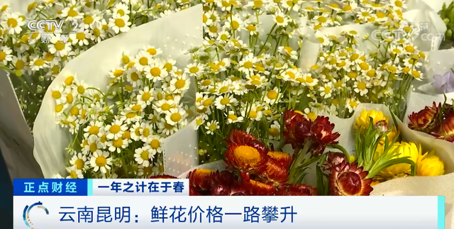 三八妇女节将至 鲜花涨价近4倍！“花”生了啥？