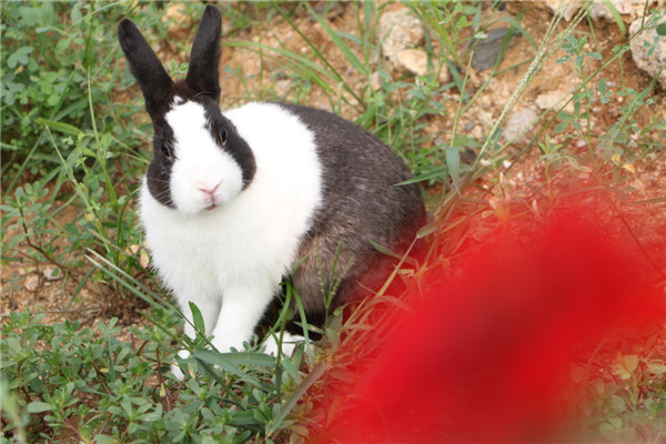 小兔子"蹦"出大产业 蒙阴农商行助力现代化养殖业发展