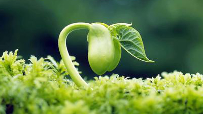 合力打好“种业翻身仗”