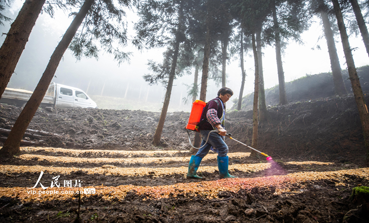 贵州毕节：林下竹荪种植忙