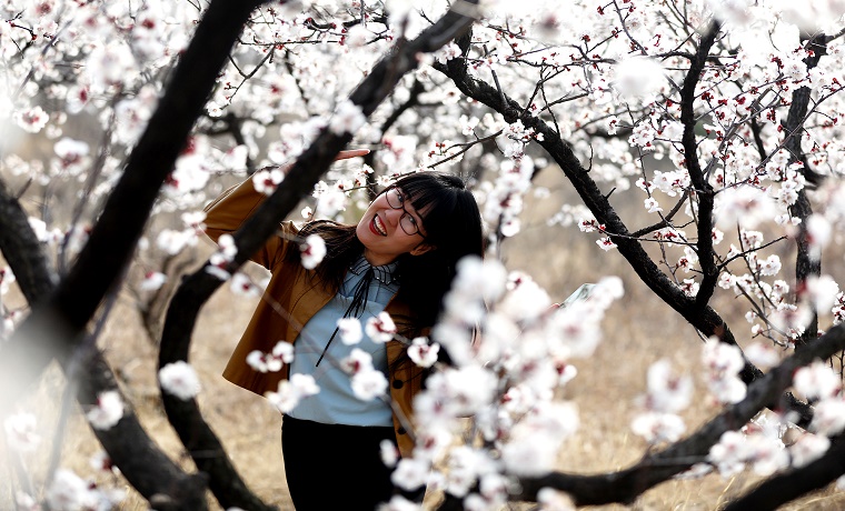 台儿庄：黄邱山套百亩杏花初绽放