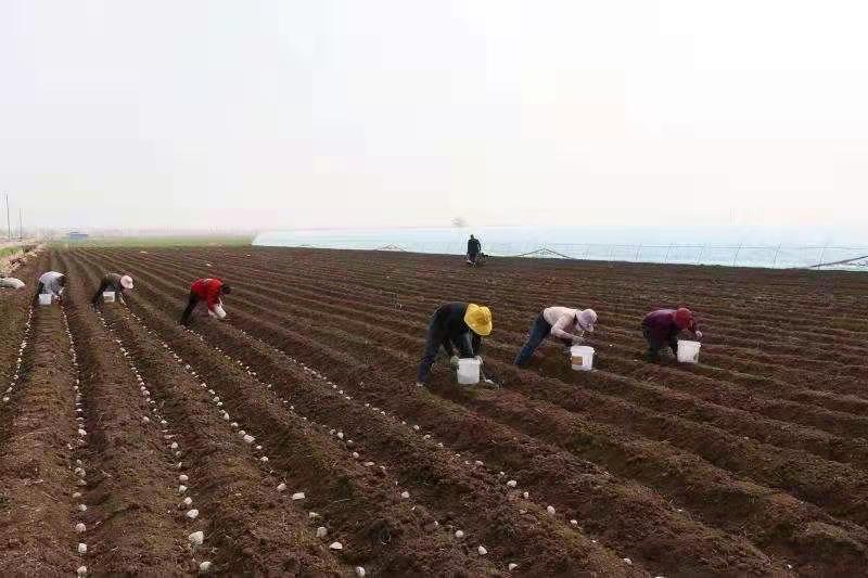 枣庄市台儿庄区马兰屯镇：彩色土豆播种斑斓希望