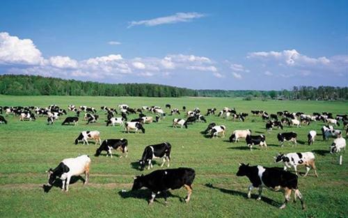 内蒙古“十四五”期间优质绿色农畜产品供给量质齐升