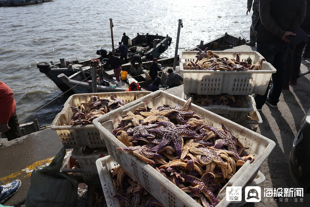 青岛胶州湾海星泛滥 10万亩养殖海域受灾