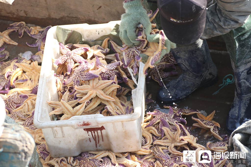 青岛胶州湾海星泛滥10万亩养殖海域受灾