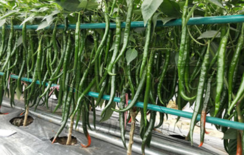 安徽省强化春季蔬菜水果田间管理