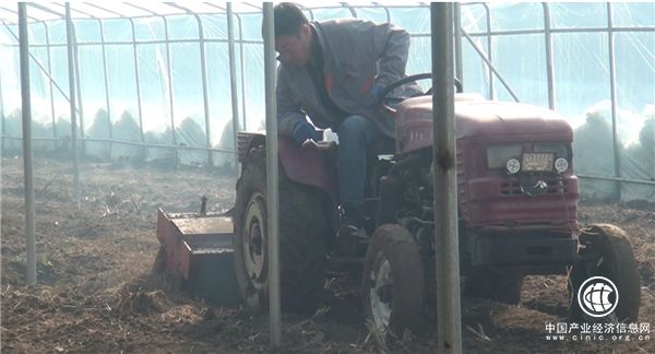 恒运能源集团旗下农业产业清洋湖蔬菜大棚正式运营