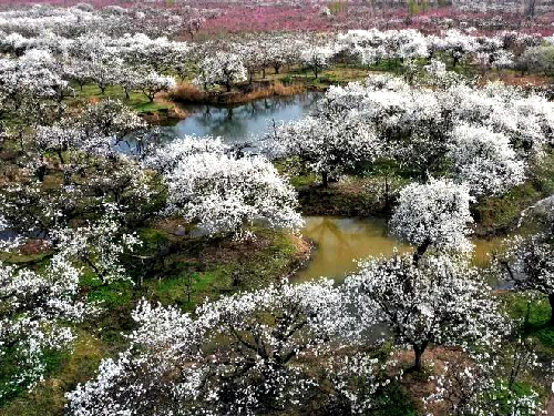 砀山:第26届梨花节异彩纷呈