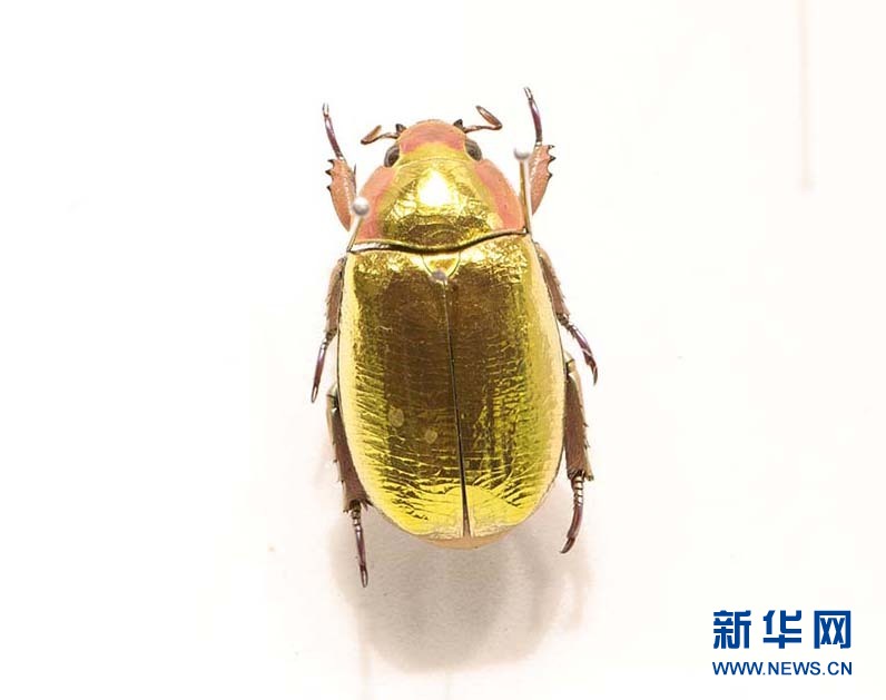 金闪宝石金龟(侯新建 摄)