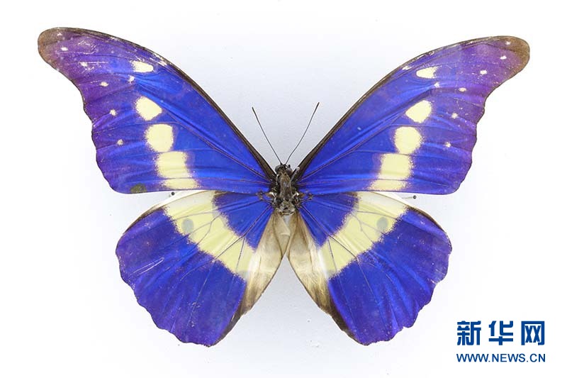 光明女神闪蝶(秘鲁国蝶)(侯新建 摄)