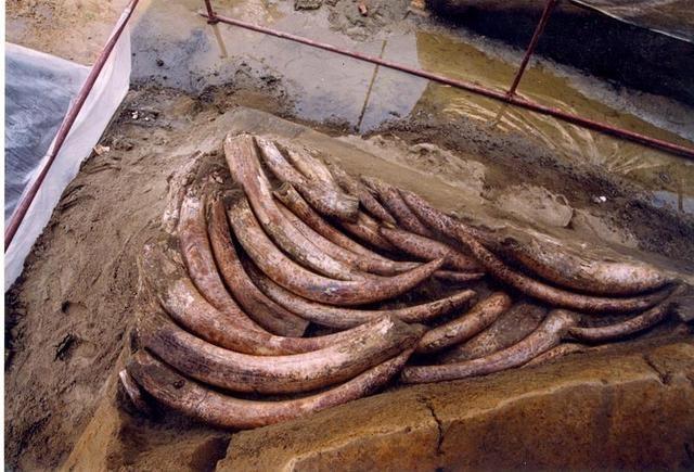 三星堆祭祀坑出土超120根象牙，能否解开三星堆与金沙之谜？