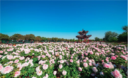 第30届菏泽国际牡丹文化旅游节将于4月9日举行开幕式