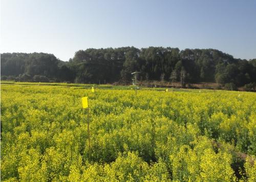 种“连片油菜”，收多重效益