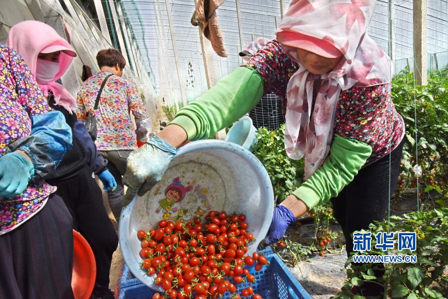山东平度：特色种植助力乡村振兴
