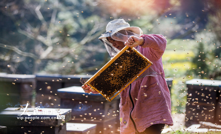 江西都昌：春暖花开养蜂忙