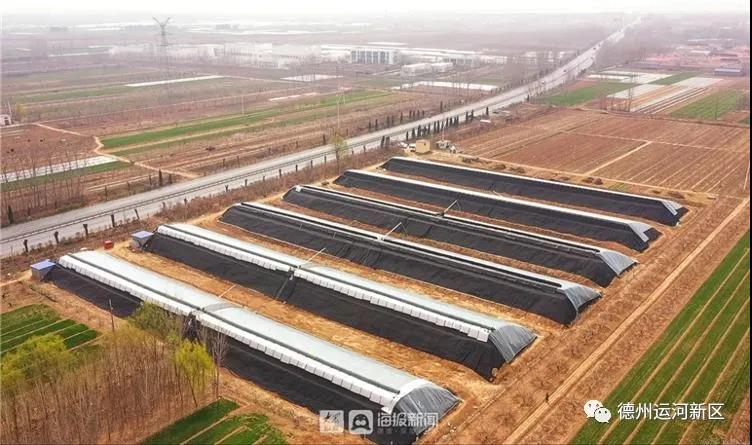 绘出乡村振兴新图景 德州运河新区交出阶段性答卷