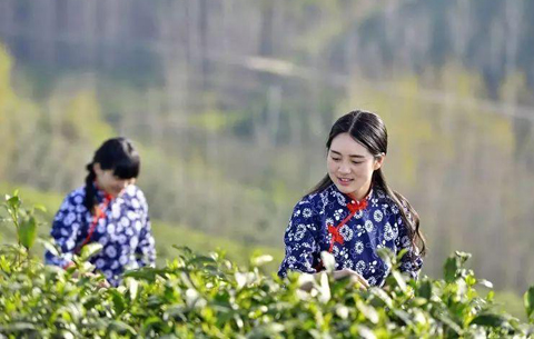 首届安徽国际茶旅大会暨祁红采摘节举办