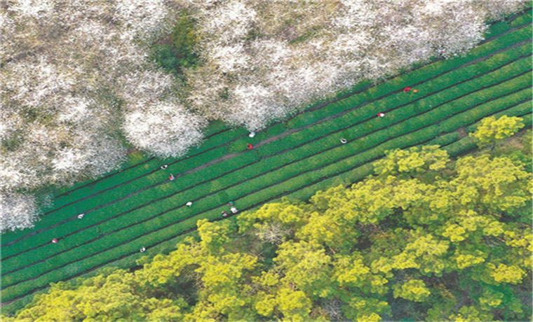 樱花烂漫茶飘香
