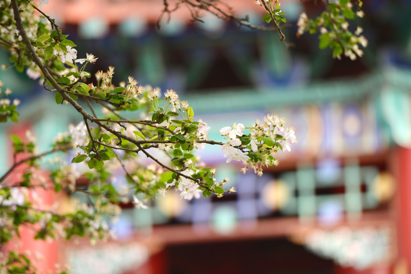 济南大明湖畔海棠花盛放 画意“泉城”